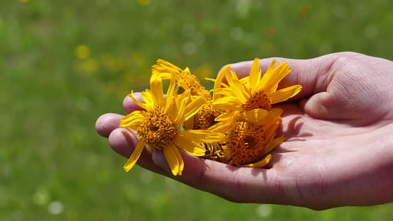 Fresh Arnica montana flowers — the key natural botanical ingredient used in ArniCura